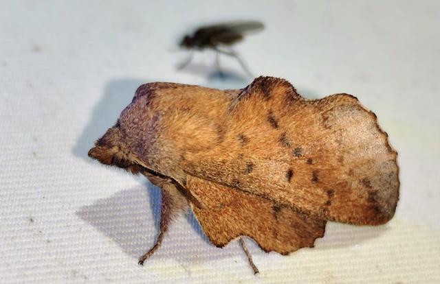 Phyllodesma tremulifolia - nyárlevélpohók