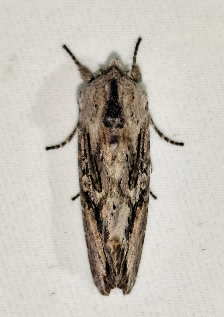 Egira conspicillaris - változékony szürkebagoly