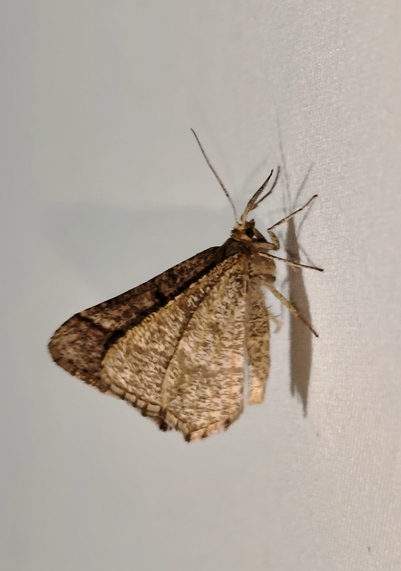 Tephrina murinaria - egérszínű araszoló