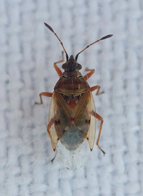Kleidocerys resedae - nyírbodobács
