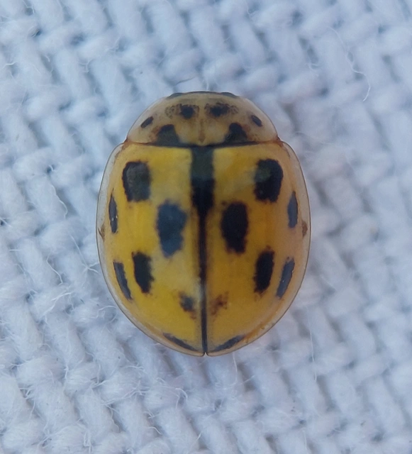 Propylea quatuordecimpunctata - tizennégypettyes füsskata