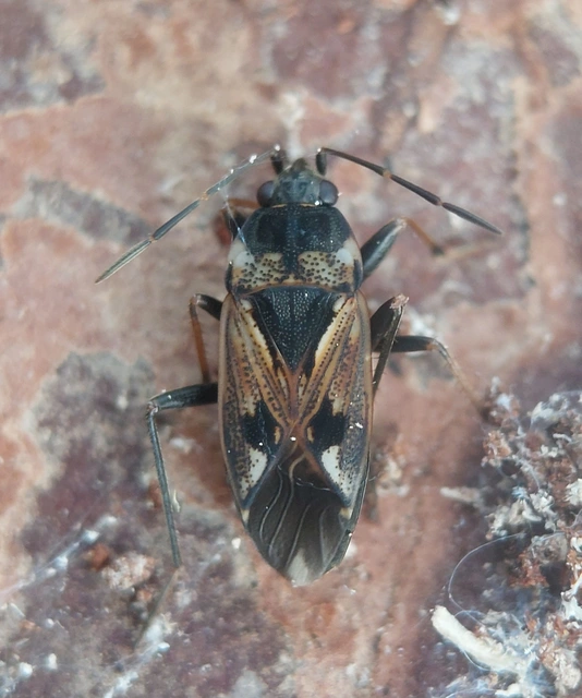 Rhyparochromus vulgaris - közönséges díszesbodobács