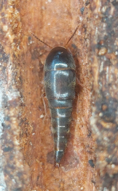 Sepedophilus testaceus - szurokszínű pihésholyva Sepedophilus testaceus - szurokszínű pihésholyva