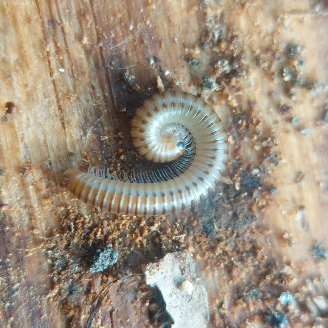 Diplopoda - Ikerszelvényesek