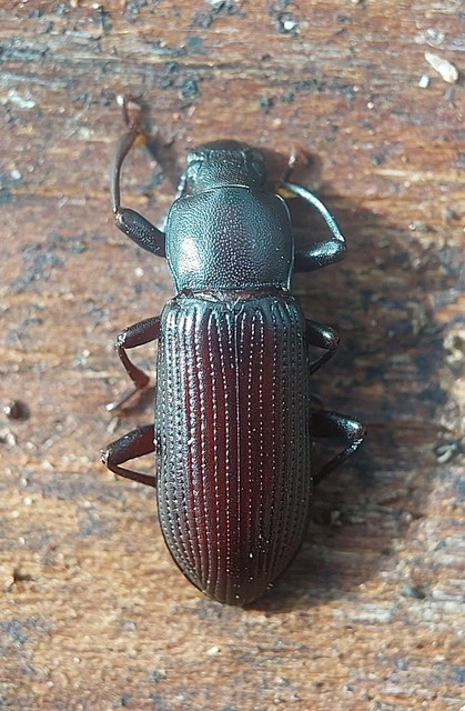Menephilus cylindricus - fogasnyakú gyászbogár