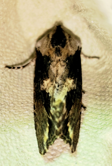 Egira conspicillaris - változékony szürkebagoly
