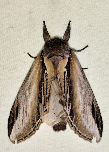 Pheosia tremula - nyárfa-púposszövő