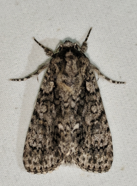 Acronicta rumicis - sóska-szigonyosbagoly Acronicta rumicis - sóska-szigonyosbagoly