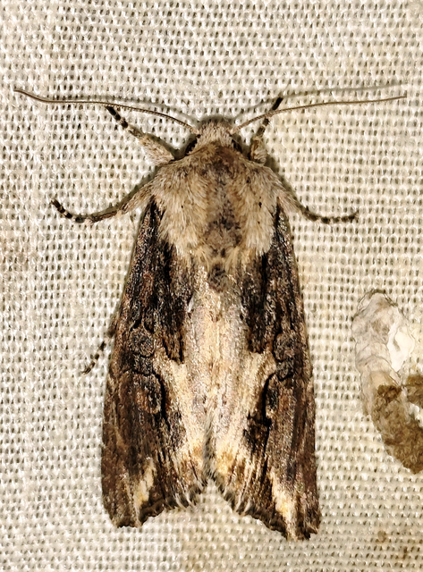 Egira conspicillaris - változékony szürkebagoly