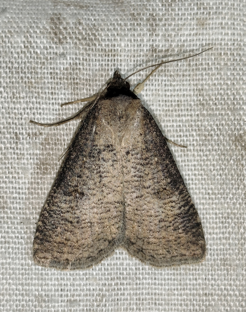 Lygephila procax - fekete csüdfűbagoly