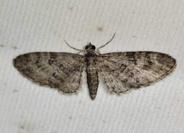 Eupithecia dodoneata - tölgy-törpearaszoló