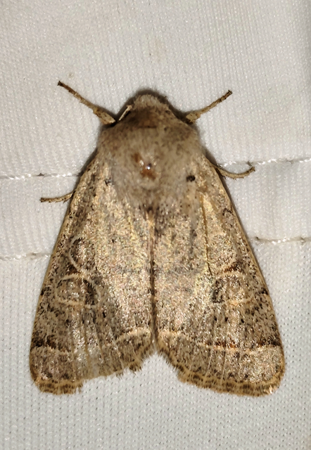 Orthosia cerasi - közepes barkabagoly