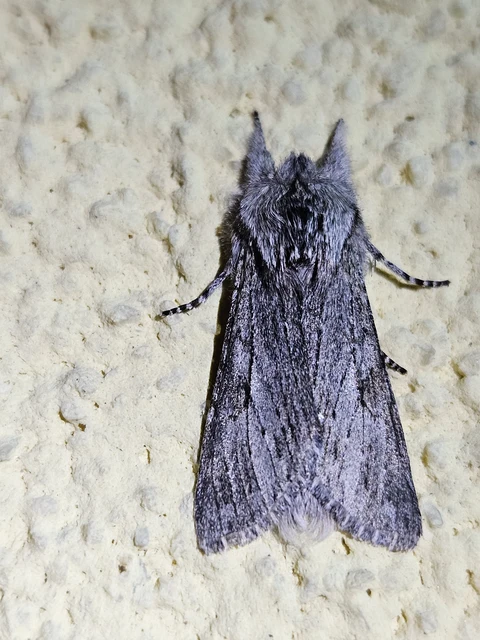 Dicranura ulmi - szilfa-púposszövő