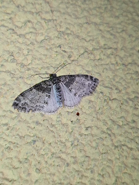 Lobophora halterata - szárnyfüggelékes araszoló