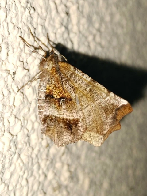 Selenia dentaria - kétfoltos holdasaraszoló