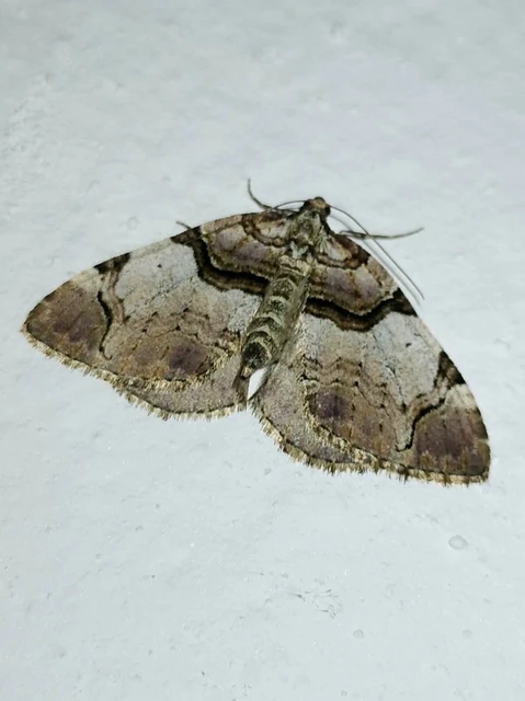 Anticlea derivata - vadrózsa-tarkaaraszoló