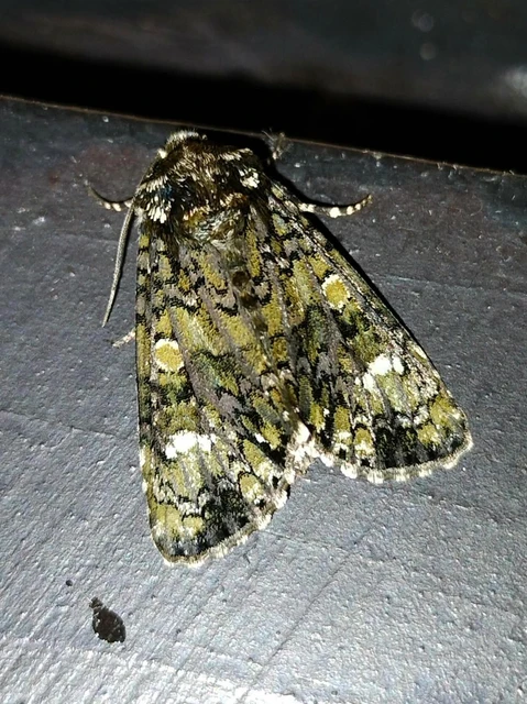 Craniophora ligustri - fagyalbagoly