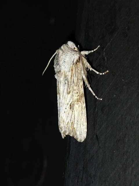 Egira conspicillaris - változékony szürkebagoly