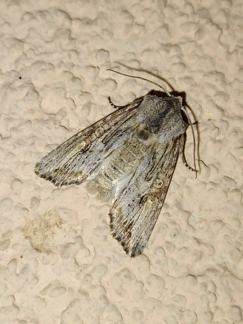 Egira conspicillaris - változékony szürkebagoly