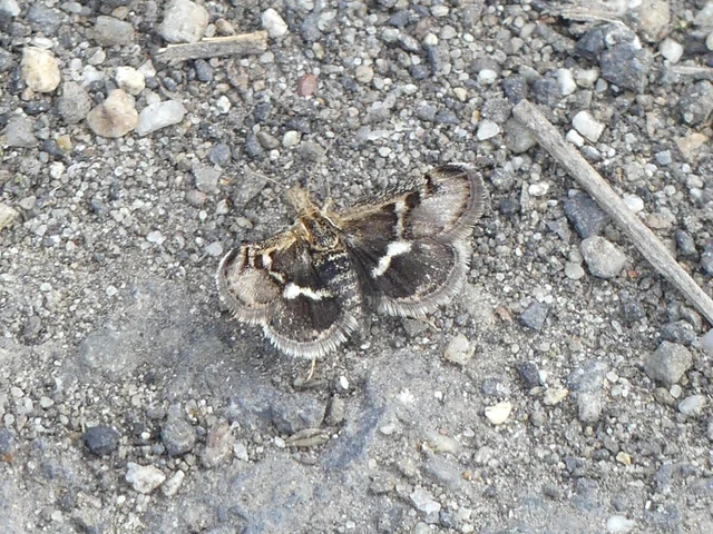 Titanio normalis - szulákszövő kormosmoly