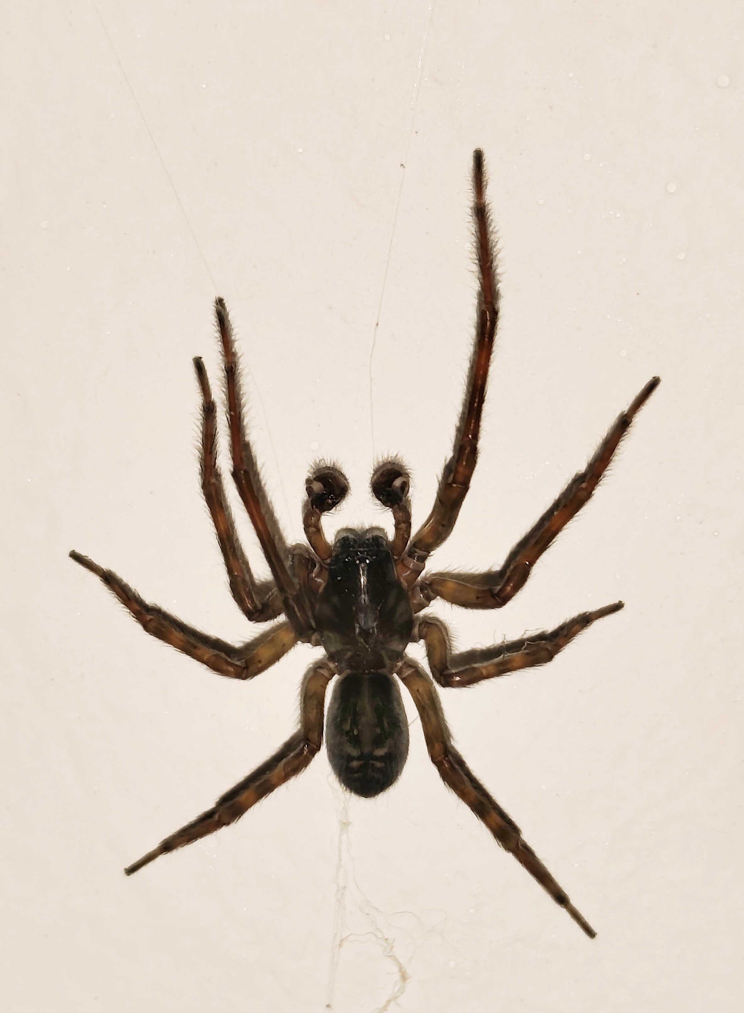Amaurobius ferox - nagy eretnekpók Amaurobius ferox - nagy eretnekpók