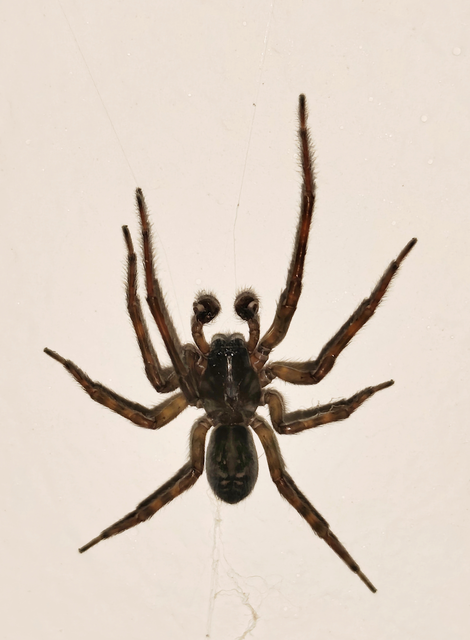 Amaurobius ferox - nagy eretnekpók