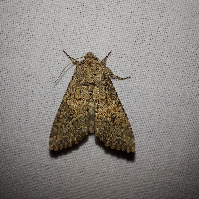 Hadula trifolii - lóherebagoly
