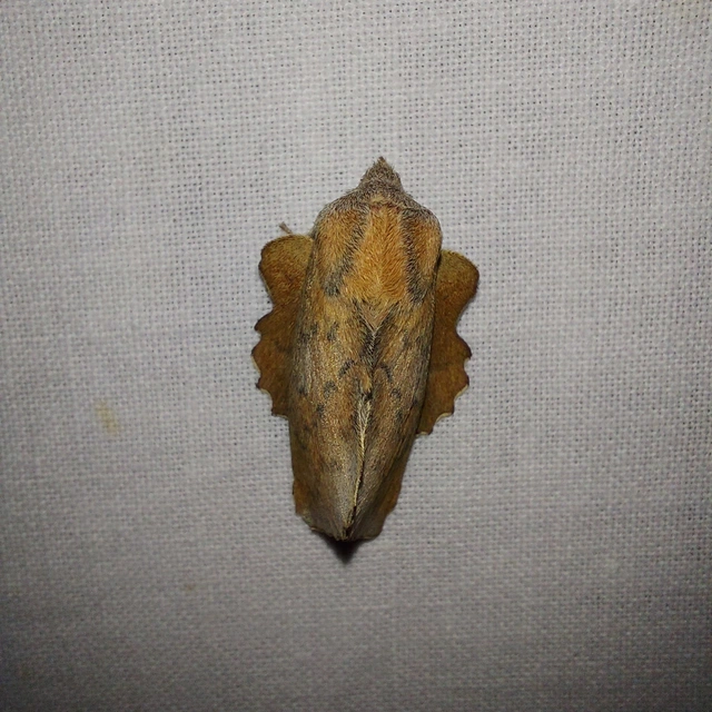 Phyllodesma tremulifolia - nyárlevélpohók