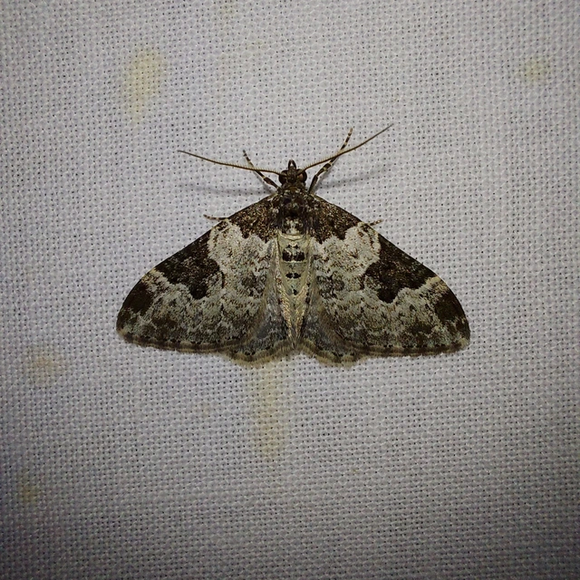 Xanthorhoe fluctuata - közönséges tarkaaraszoló