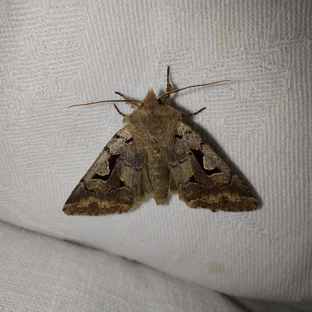 Orthosia gothica - feketefoltos barkabagoly