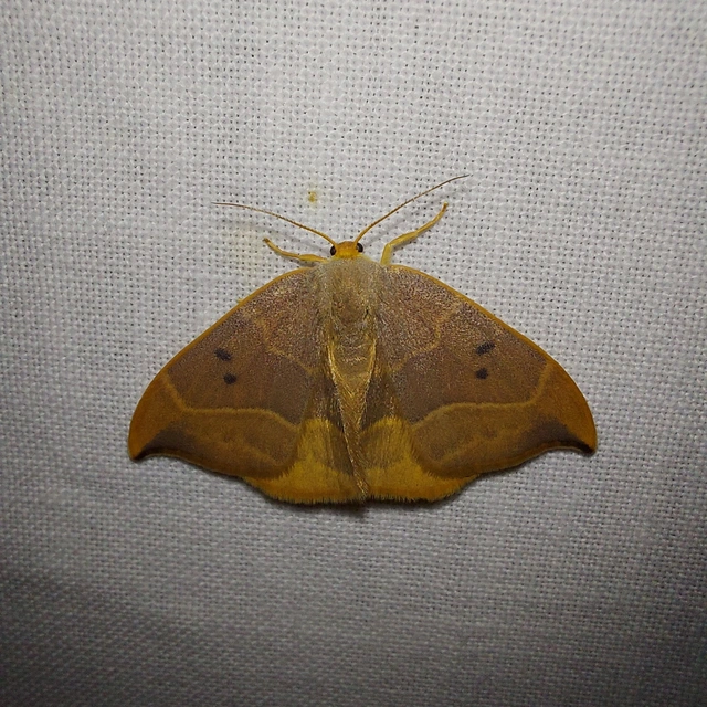 Watsonalla binaria - tölgyfa-sarlósszövő