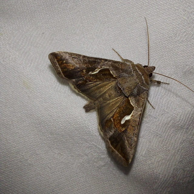 Macdunnoughia confusa - cseppfoltos ezüstbagoly