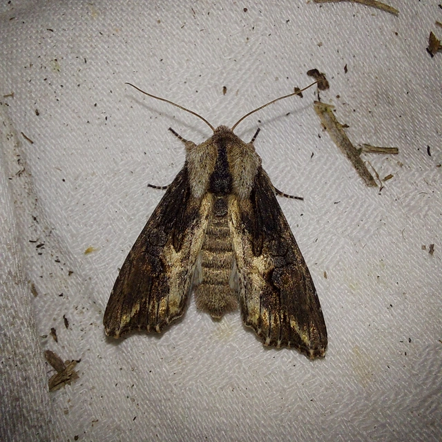 Egira conspicillaris - változékony szürkebagoly