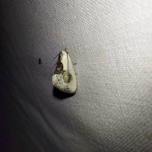 Cilix glaucata - törpe sarlósszövő