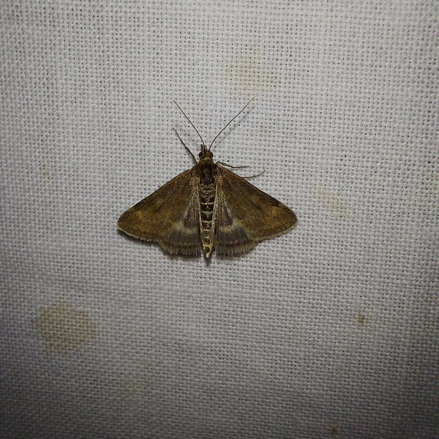 Pyrausta despicata - réti bíbormoly