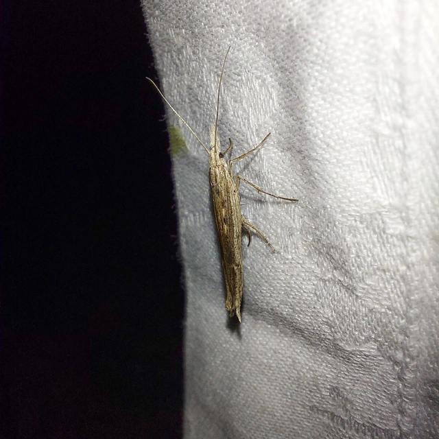 Ypsolopha mucronella - kecskerágómoly