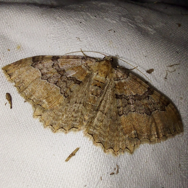Hydria cervinalis - őzbarna araszoló