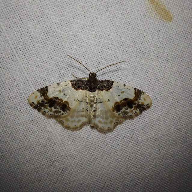 Ligdia adustata - barna levélaraszoló