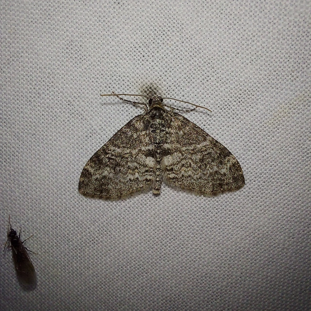 Lobophora halterata - szárnyfüggelékes araszoló