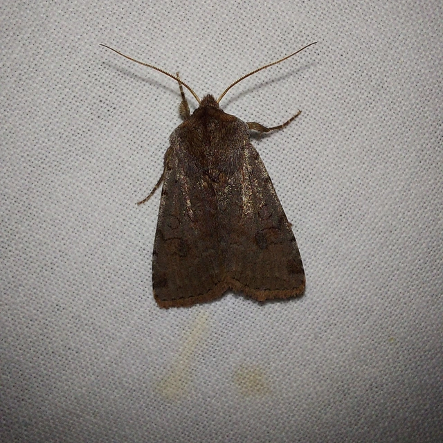 Cerastis rubricosa - vörhenyes tavaszibagoly