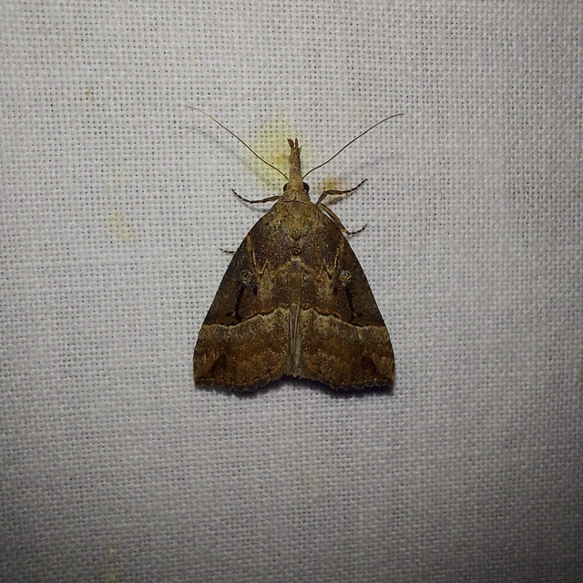 Hypena rostralis - közönséges karcsúbagoly