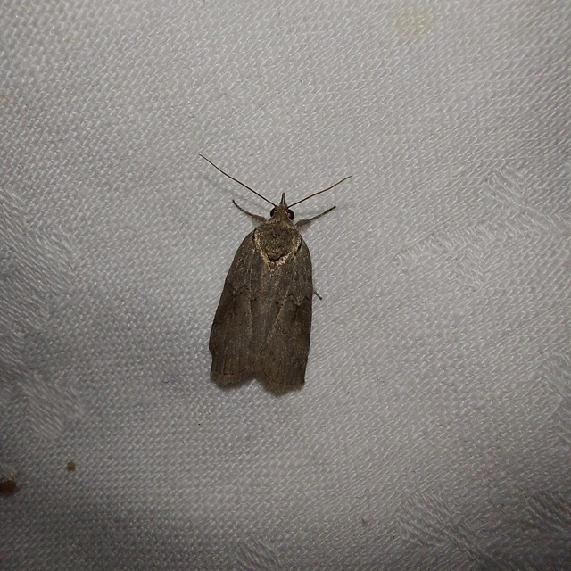 Nycteola asiatica - nyárfa-trapézbagoly