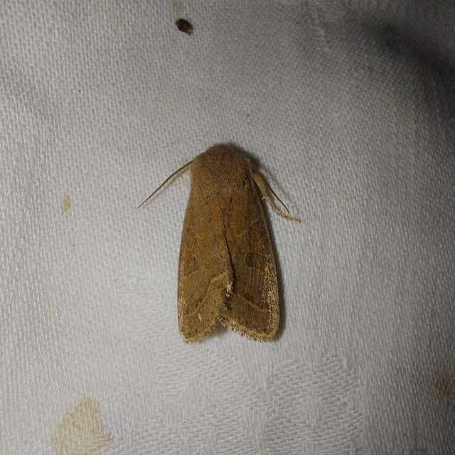 Orthosia cerasi - közepes barkabagoly