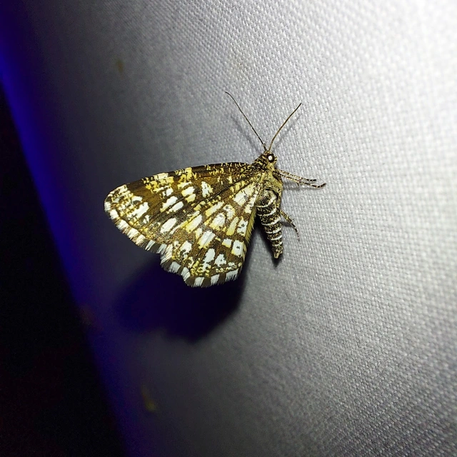 Chiasmia clathrata - rácsos rétiaraszoló