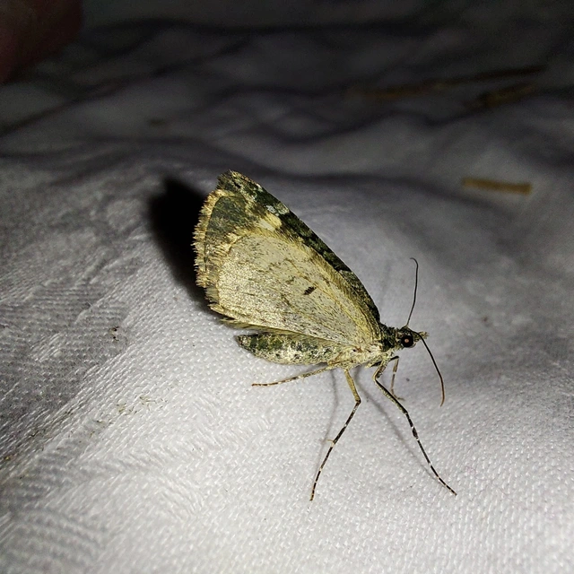 Chloroclysta siterata - salátazöld araszoló