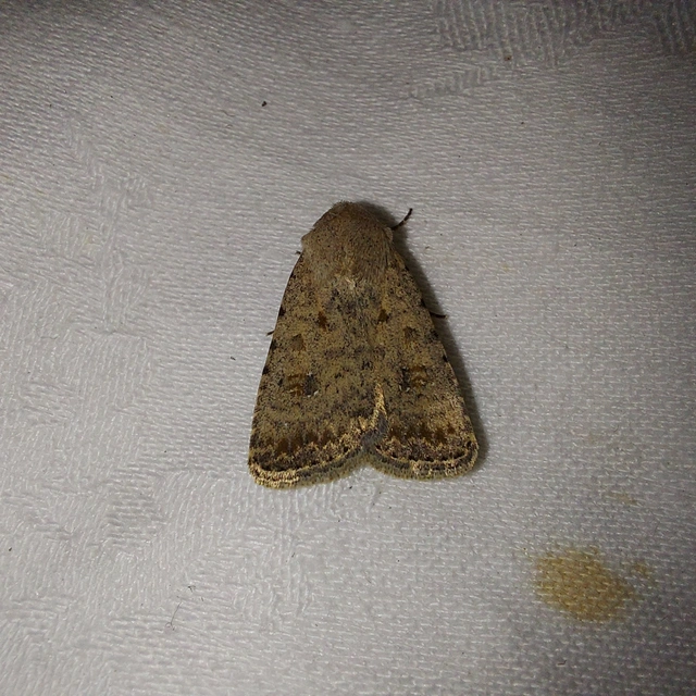 Paradrina clavipalpis - közönséges selymesbagoly