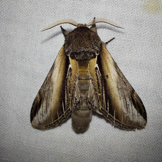 Pheosia tremula - nyárfa-púposszövő