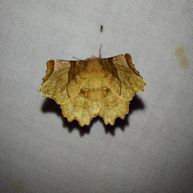 Selenia lunularia - egyfoltos holdasaraszoló