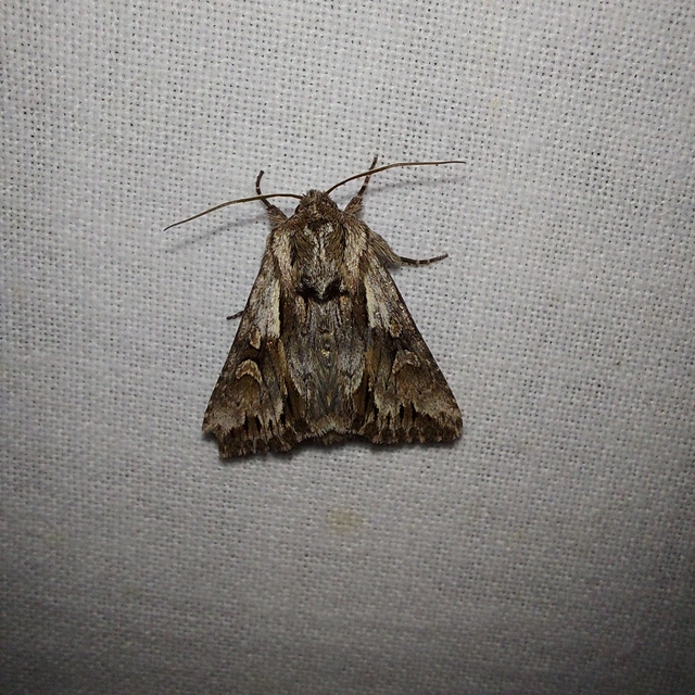 Chloantha hyperici - orbáncfű-sugarasbagoly