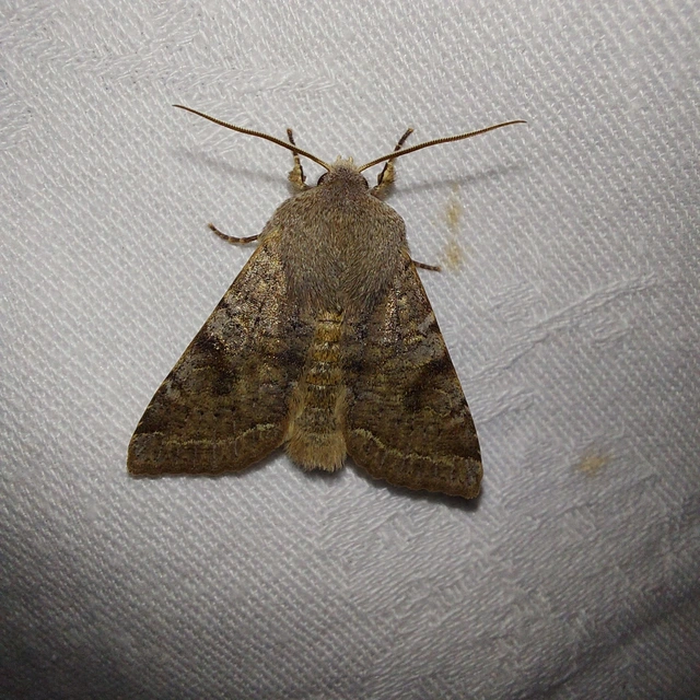Orthosia incerta - változékony barkabagoly